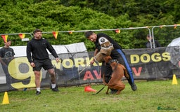 Dobermann dogs for sale: F1b working dobermann puppies - Image 7