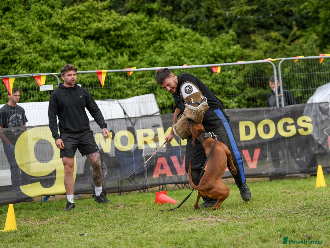 Dobermann dogs for sale: F1b working dobermann puppies - Image 7