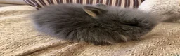 Lionhead rabbits for sale: Double mane lion head baby’s for sale  - Advert 20