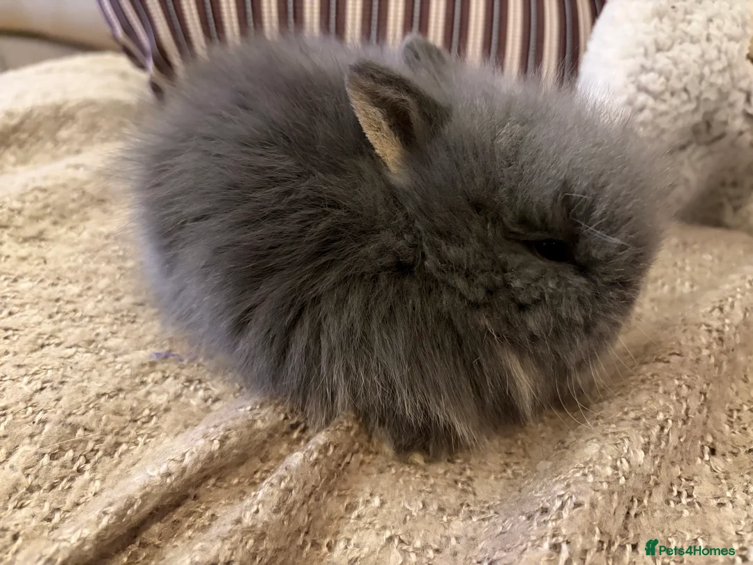 Lionhead rabbits for sale: Double mane lion head baby’s for sale  - Advert 20