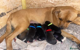 Mixed Breed dogs for sale: 5 lab x staff x collie puppies - Advert 6