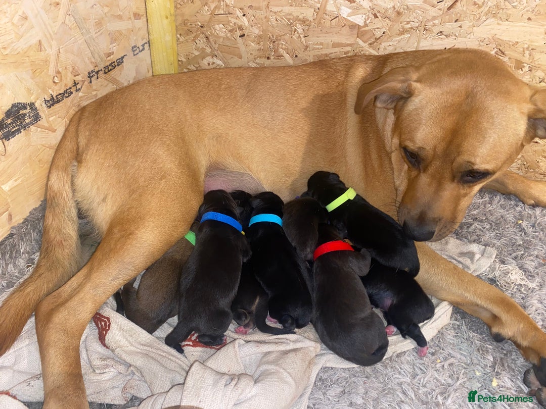 Mixed Breed dogs for sale: 5 lab x staff x collie puppies - Advert 6