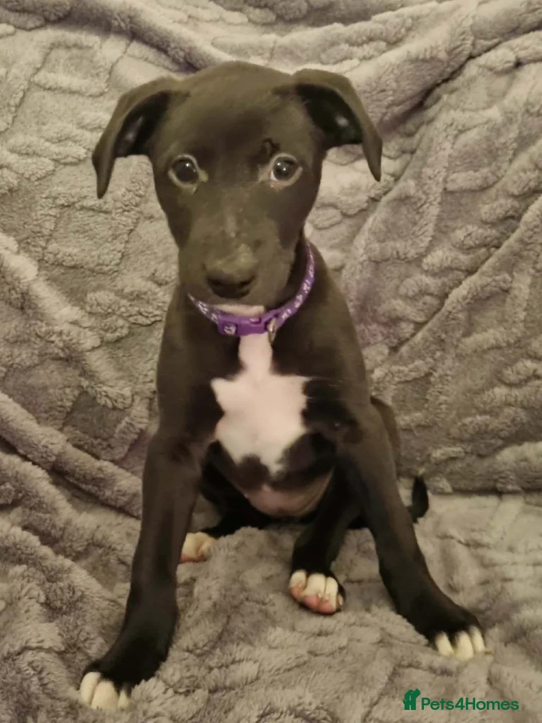 Mixed Breed dogs for sale: Bull/grey hounds  - Advert 5