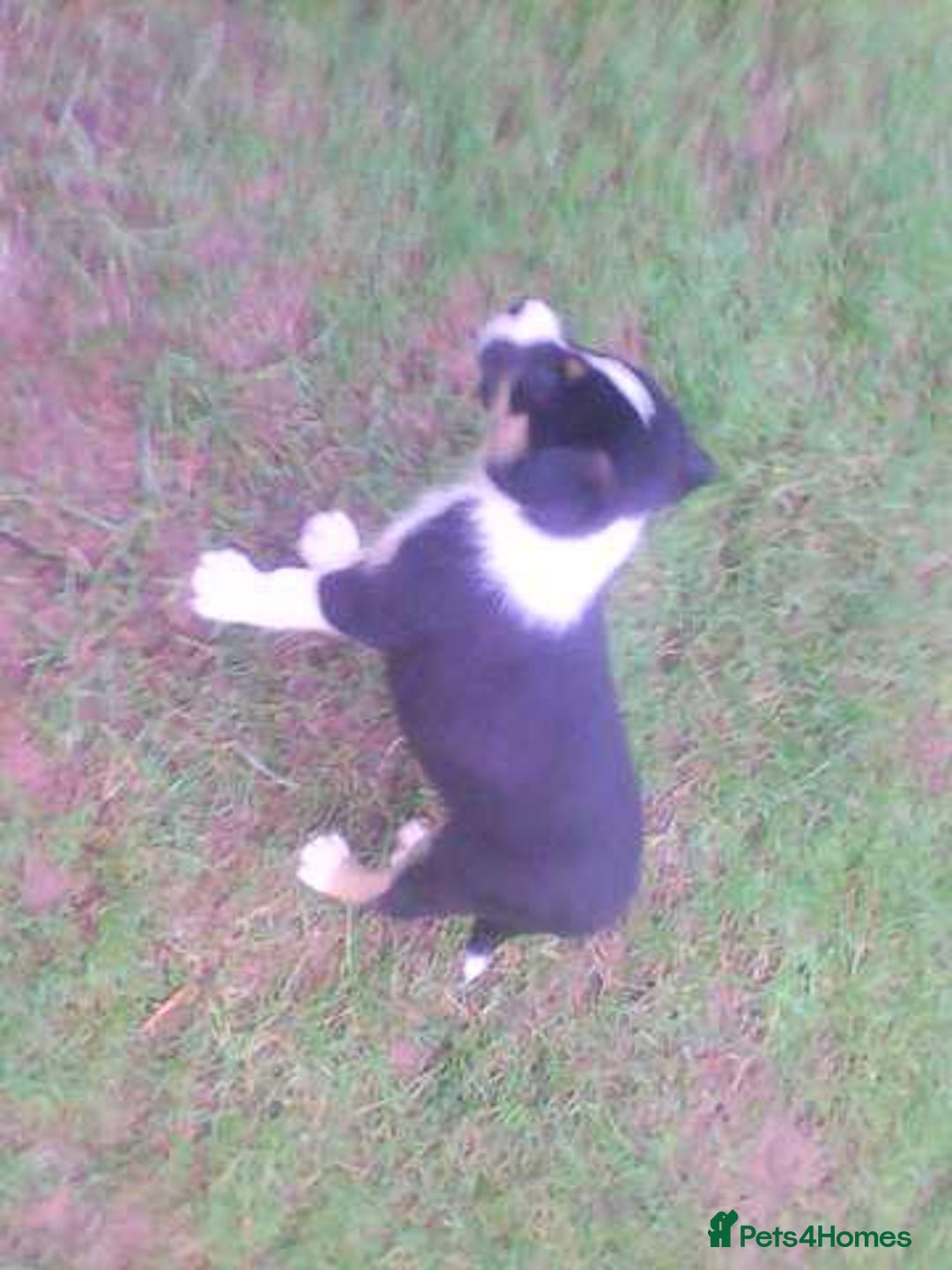 Border Collie dogs for sale: Border collie - Image 6