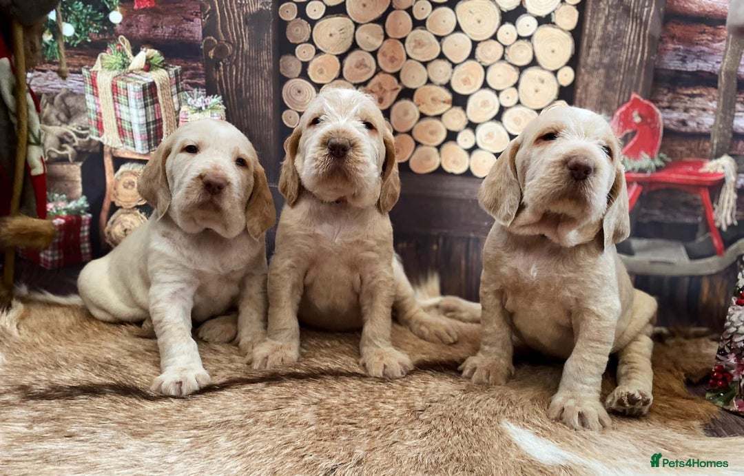 Italian Spinone dogs for sale: ITALIAN SPINONE WAITING LIST OPEN -DUE OCT - Image 11