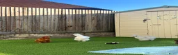 Chickens poultry for sale: Silkie chickens - Advert 6