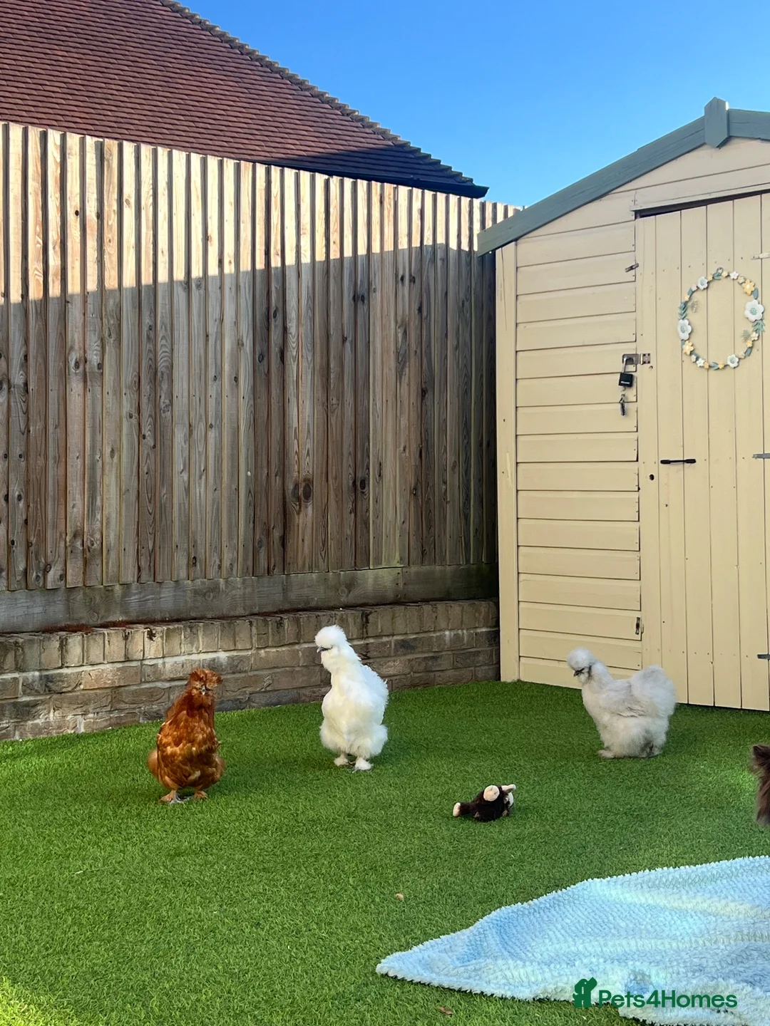 Chickens poultry for sale: Silkie chickens - Advert 6