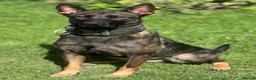 Belgian Shepherd Dog dogs for sale: Belgium malinos  in London - Advert 2