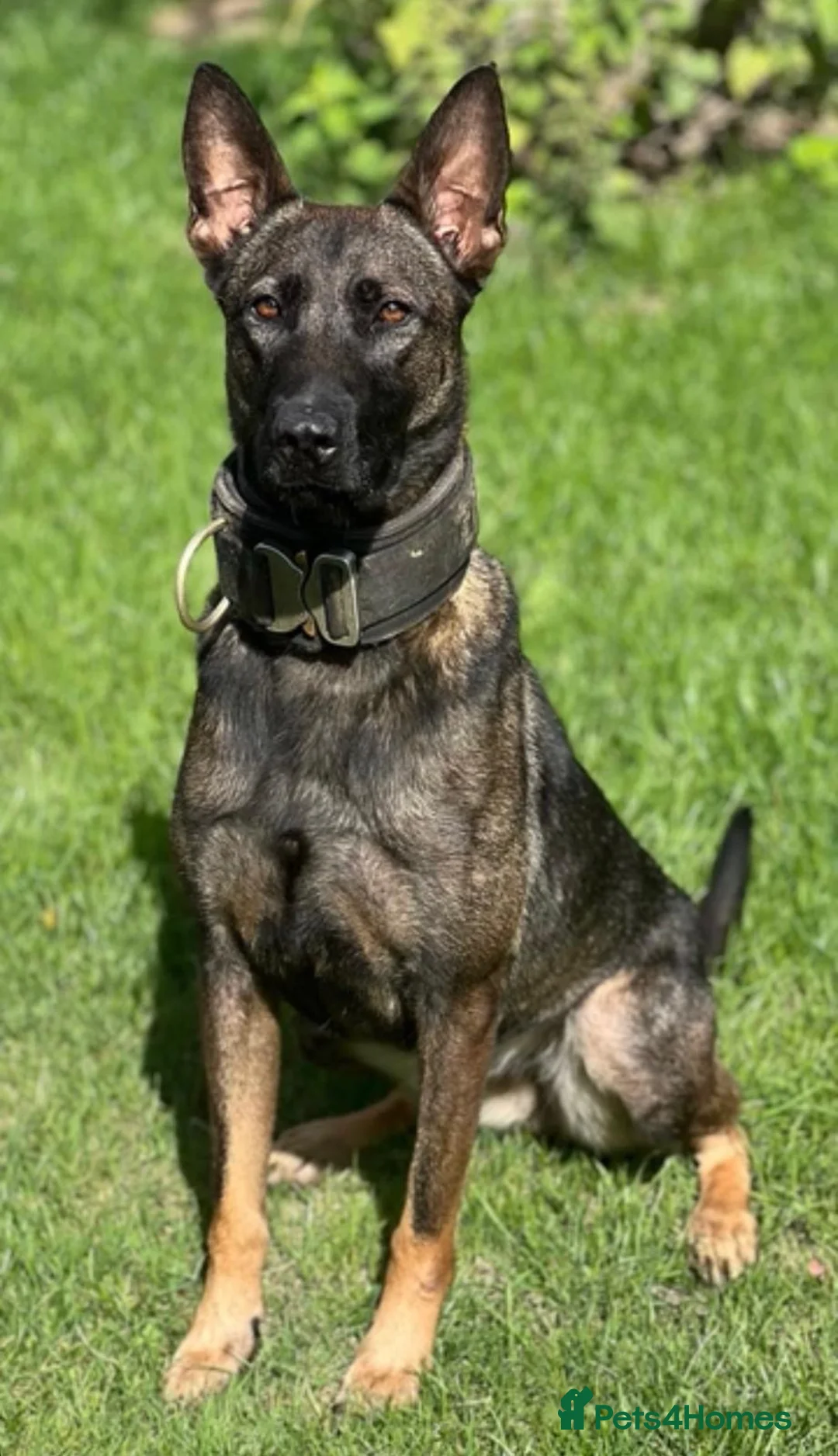 Belgian Shepherd Dog dogs for sale: Belgium malinos  in London - Advert 2