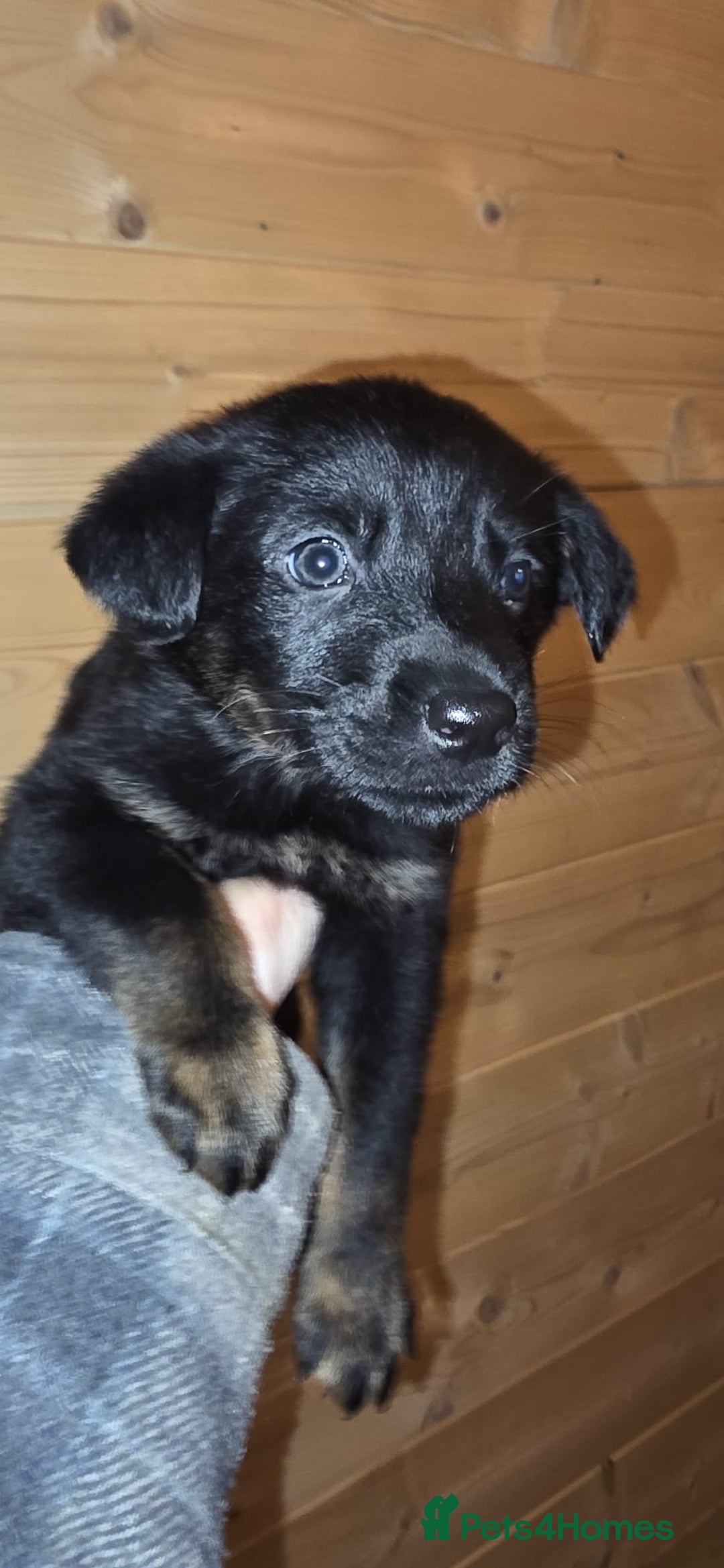 Mixed Breed dogs for sale: Rotti x German shepherd puppies - Advert 9