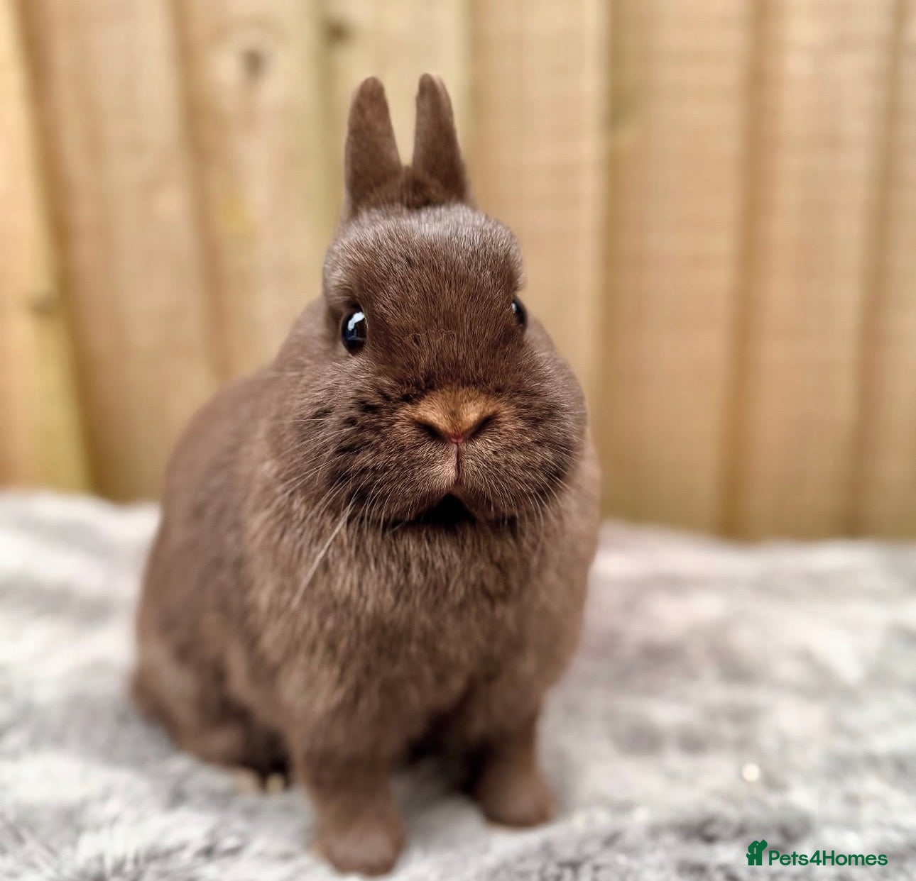 Netherland Dwarf rabbits Netherland Dwarfs for sale  - Advert 18
