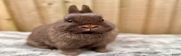 Netherland Dwarf rabbits for sale: Netherland Dwarfs for sale  - Advert 2