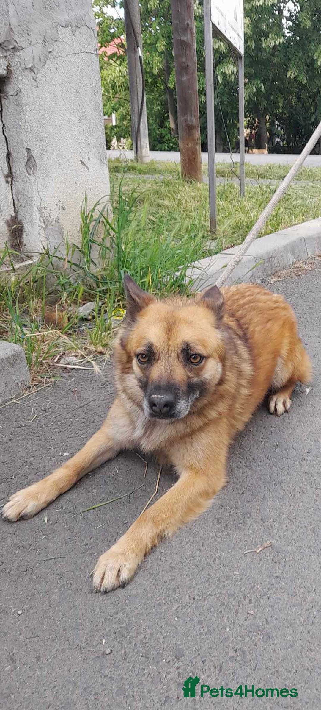 Mixed Breed dogs for adoption: 🐾 Happy – four years dreaming of a home 💛 - Advert 5