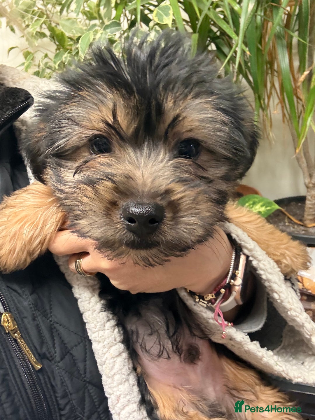 Yorkshire Terrier dogs for sale: Yorkshire Terrier  - Advert 28
