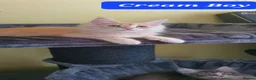 Maine Coon cats for sale: Maine coon kittens 😸 2 boys and 2 girls - Advert 15