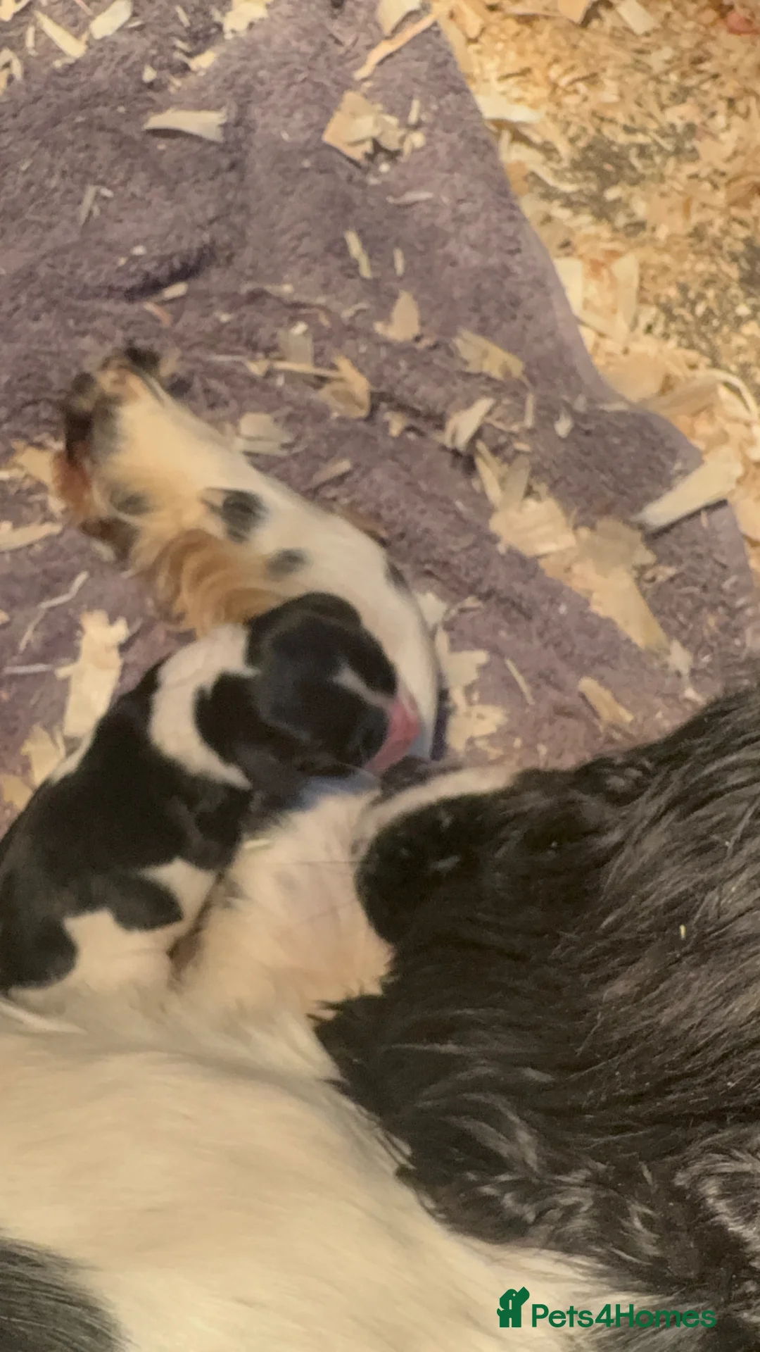 English Springer Spaniel dogs for sale: Beautiful boys - Advert 2