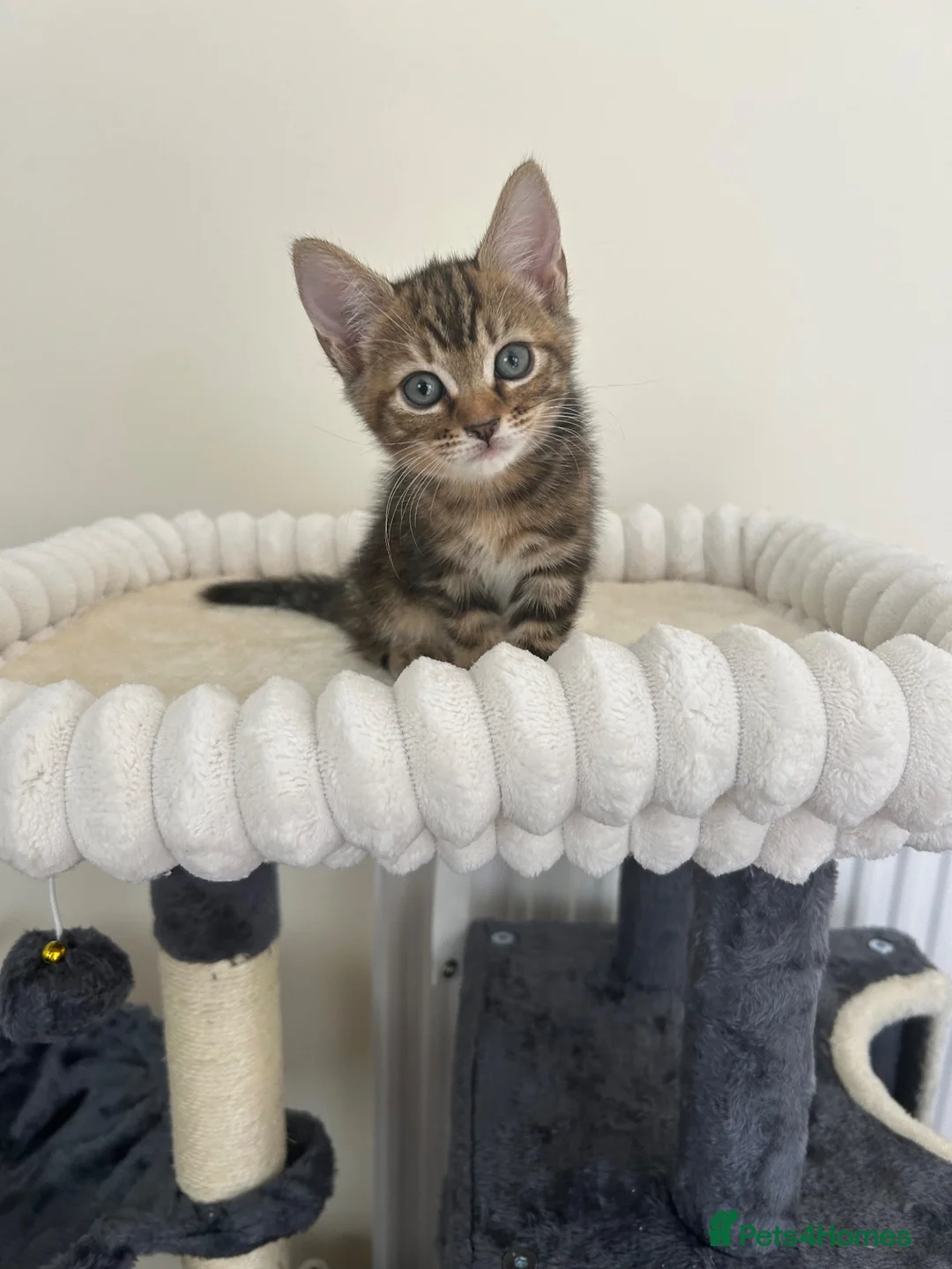 Mixed Breed cats for sale: Last tiny kitten  - Advert 3