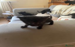 Domestic Shorthair cats for sale: Kittens for sale £120 - Image 5