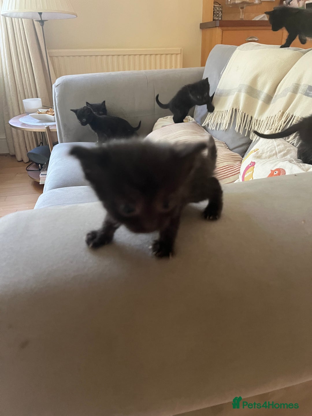 Domestic Shorthair cats for sale: Kittens for sale £120 - Image 5