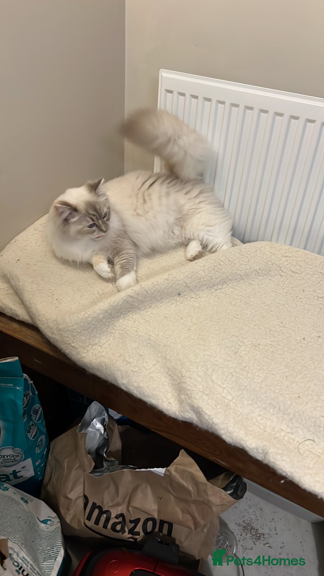 Ragdoll cats for sale: Rare blue+lilac bicolour + blue tortie kittens - Advert 26