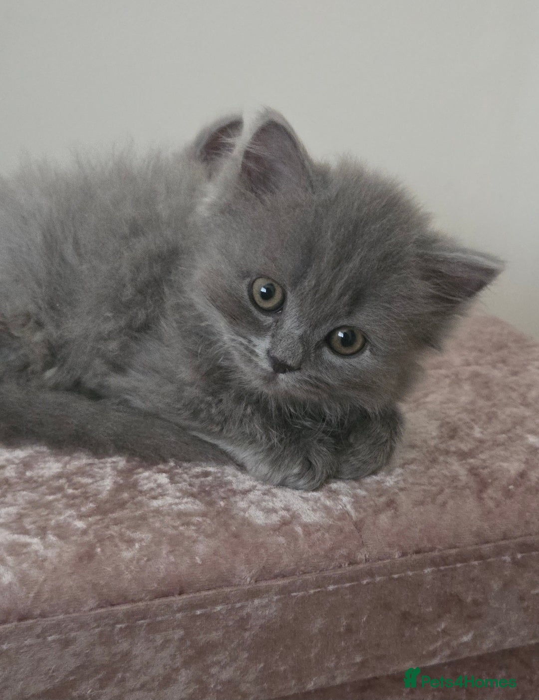 British Longhair cats for sale: British Longhair Blue Male  - Advert 1