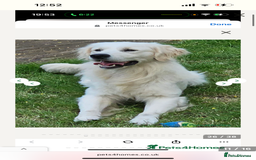 Golden Retriever dogs for sale: Golden retriever puppies - Image 7