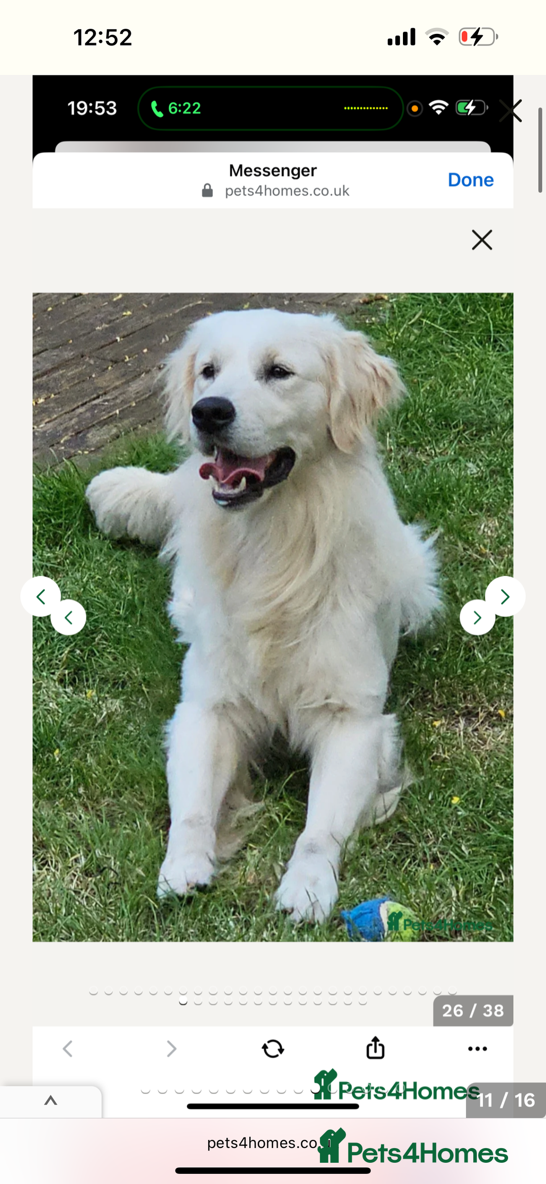Golden Retriever dogs for sale: Golden retriever puppies - Image 7