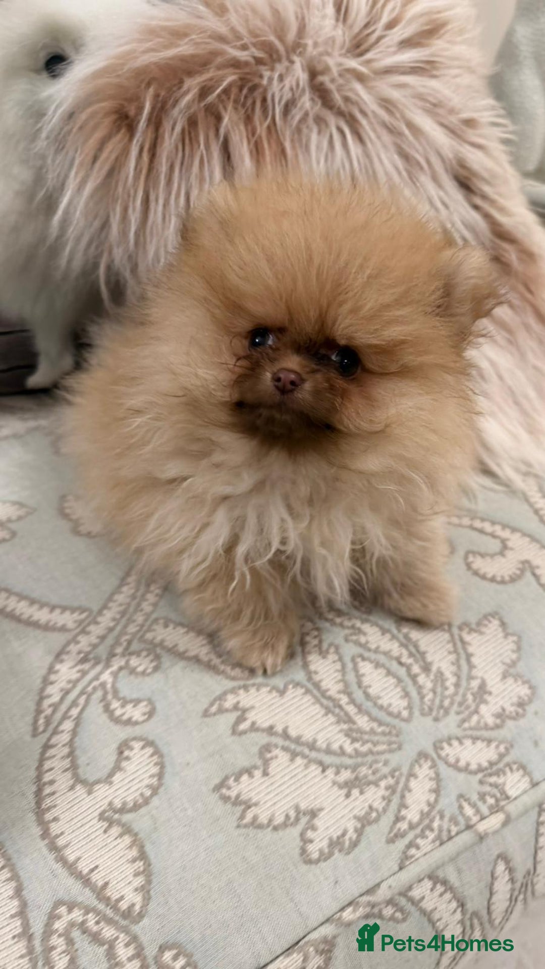 Pomeranian dogs for sale: Stunning Choco Sable Girl Available - Advert 1
