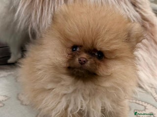 Pomeranian dogs Stunning Choco Sable Girl Available - Advert 2