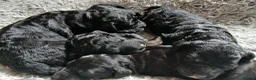 Bernedoodle dogs for sale: F2b midi Bernedoodle  - Advert 6