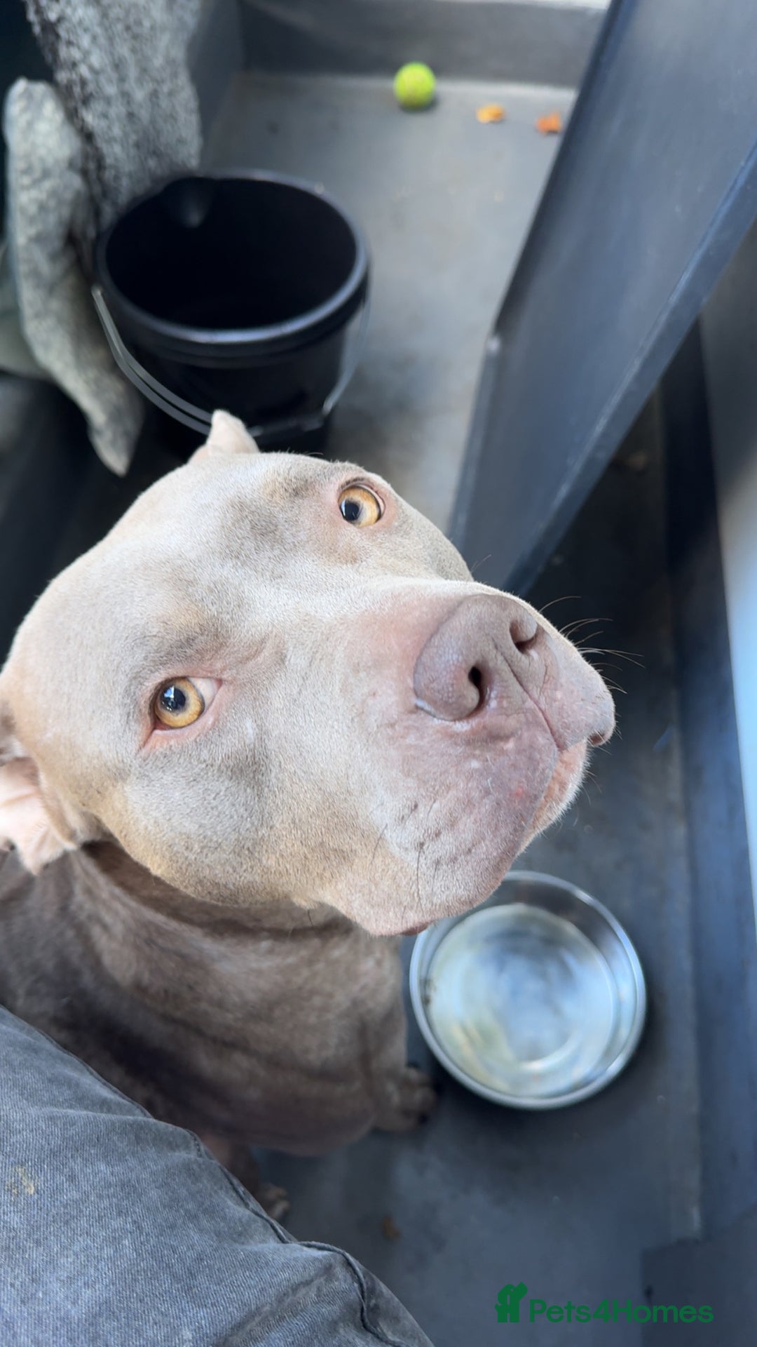 American Bulldog dogs for sale: American bulldog female  - Image 1