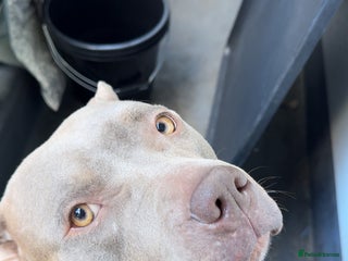American Bulldog dogs - Advert 3