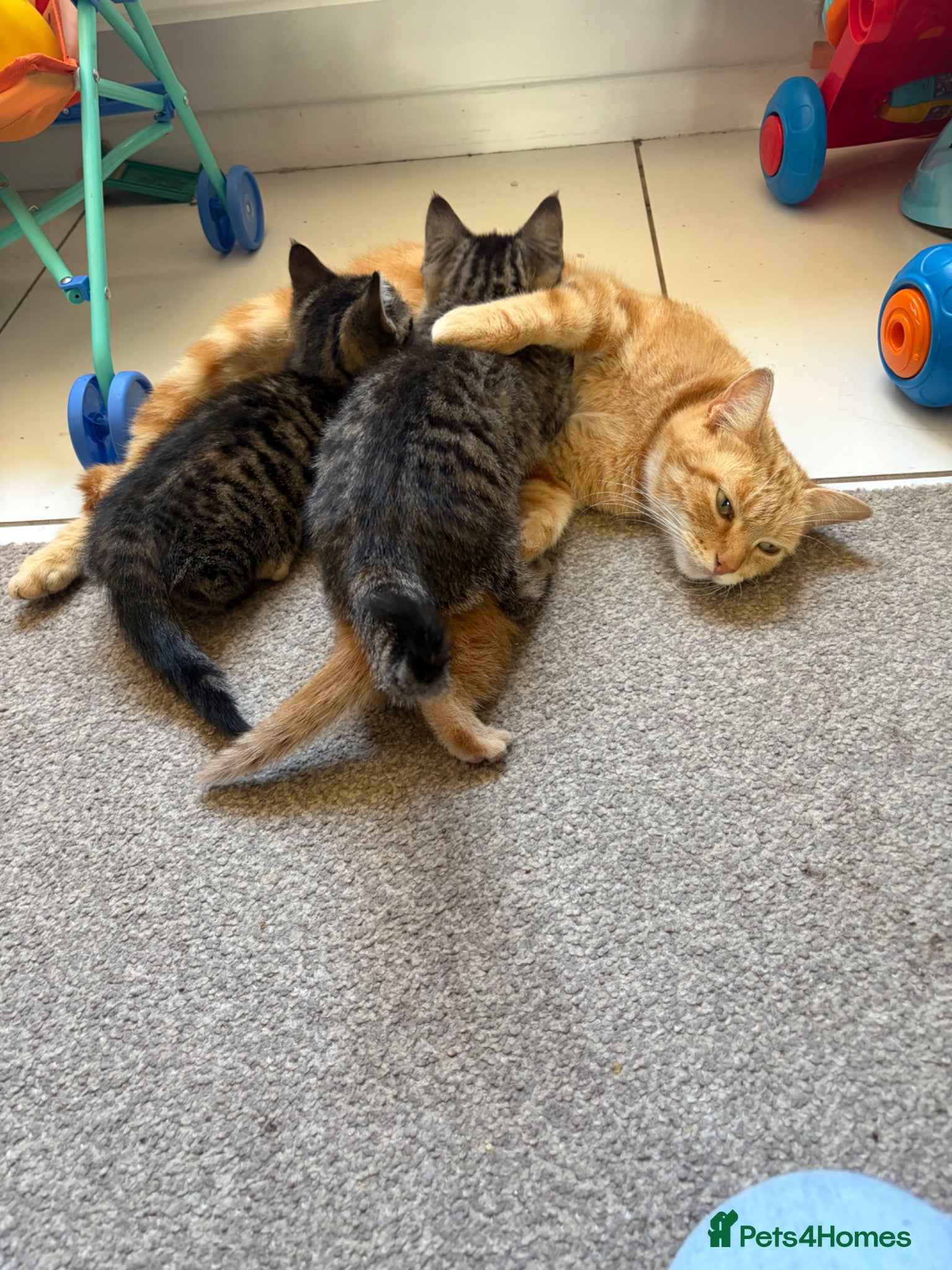 Mixed Breed cats for sale: 3 beautiful kittens  - Advert 4