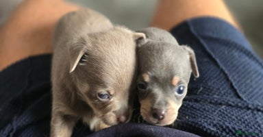 Chihuahua dogs - Advert 1