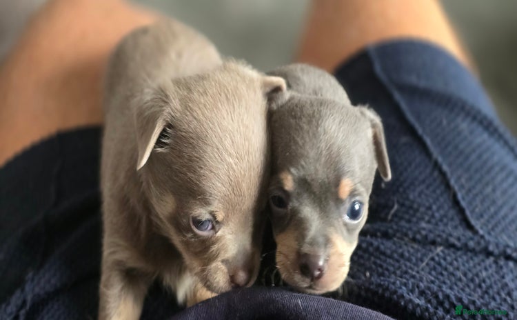 Chihuahua dogs - Advert 2