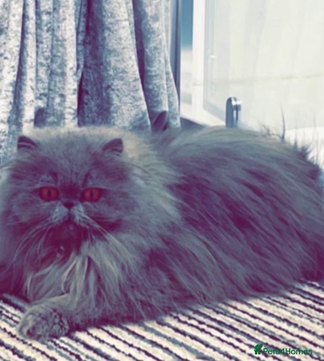 Exotic cats for sale: 4x Exotic Longhair CP Colourpoint White Blue Black - Image 6