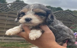 Cavapoo dogs for sale: Stunning Cavapoo puppies  - Image 1