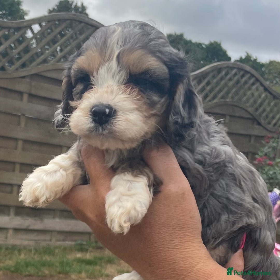 Cavapoo dogs for sale: Stunning Cavapoo puppies  - Image 1