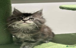 Maine Coon cats for sale: Stunning Mainecoon Kittens - Image 31