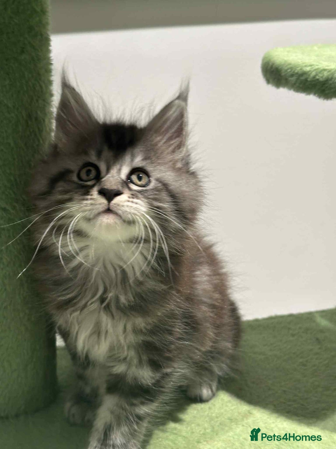 Maine Coon cats for sale: Stunning Mainecoon Kittens - Image 31