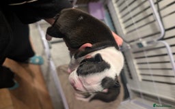 Boston Terrier dogs for sale: KC registered BOSTON TERRIER PUPPIES  - Image 13