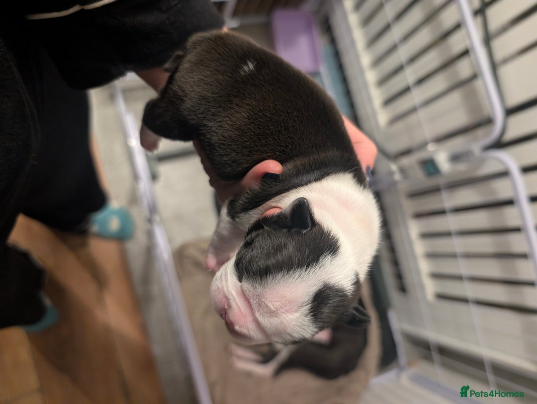 Boston Terrier dogs for sale: KC registered BOSTON TERRIER PUPPIES  - Image 13