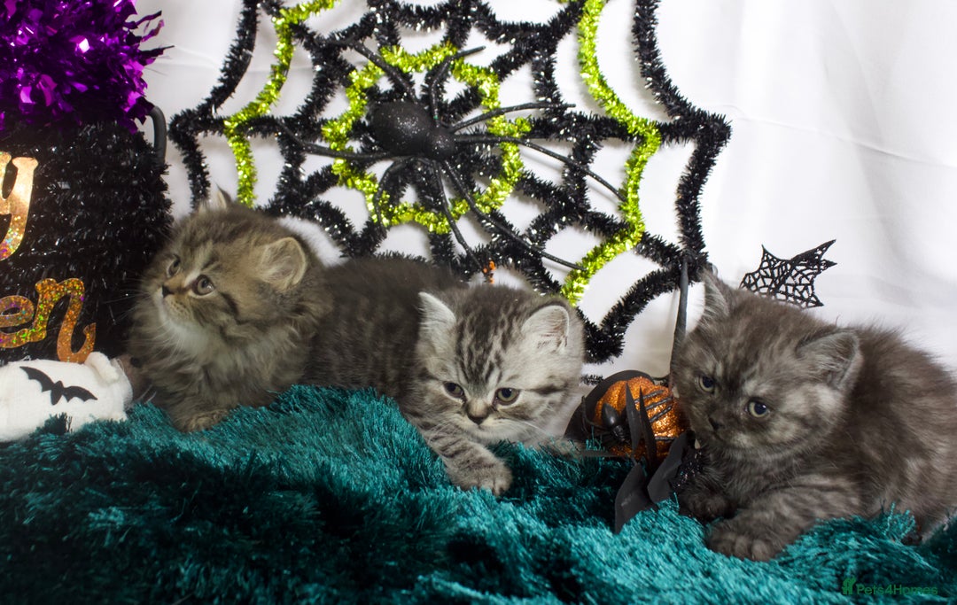 British Shorthair cats for sale: Beautiful bsh kittens looking for forever homes  - Image 4