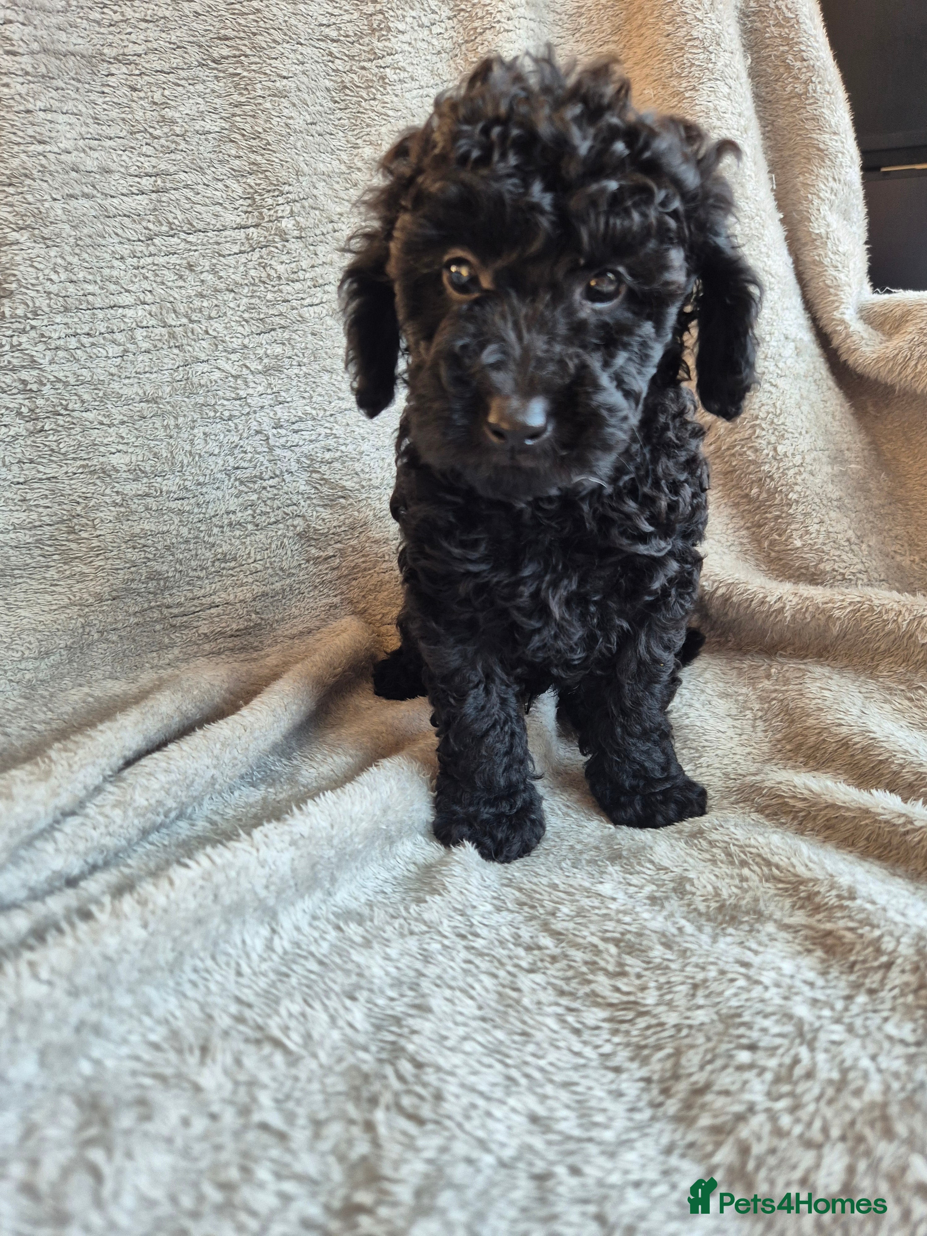 Miniature Poodle dogs 5 beautiful miniature poodles - Advert 2