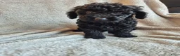 Miniature Poodle dogs for sale: Ready now! Only 2 girls left  - Advert 13