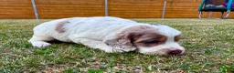 Cockapoo dogs for sale: Beautiful Cockapoo Babies 🐾🐾🐾 - Advert 23