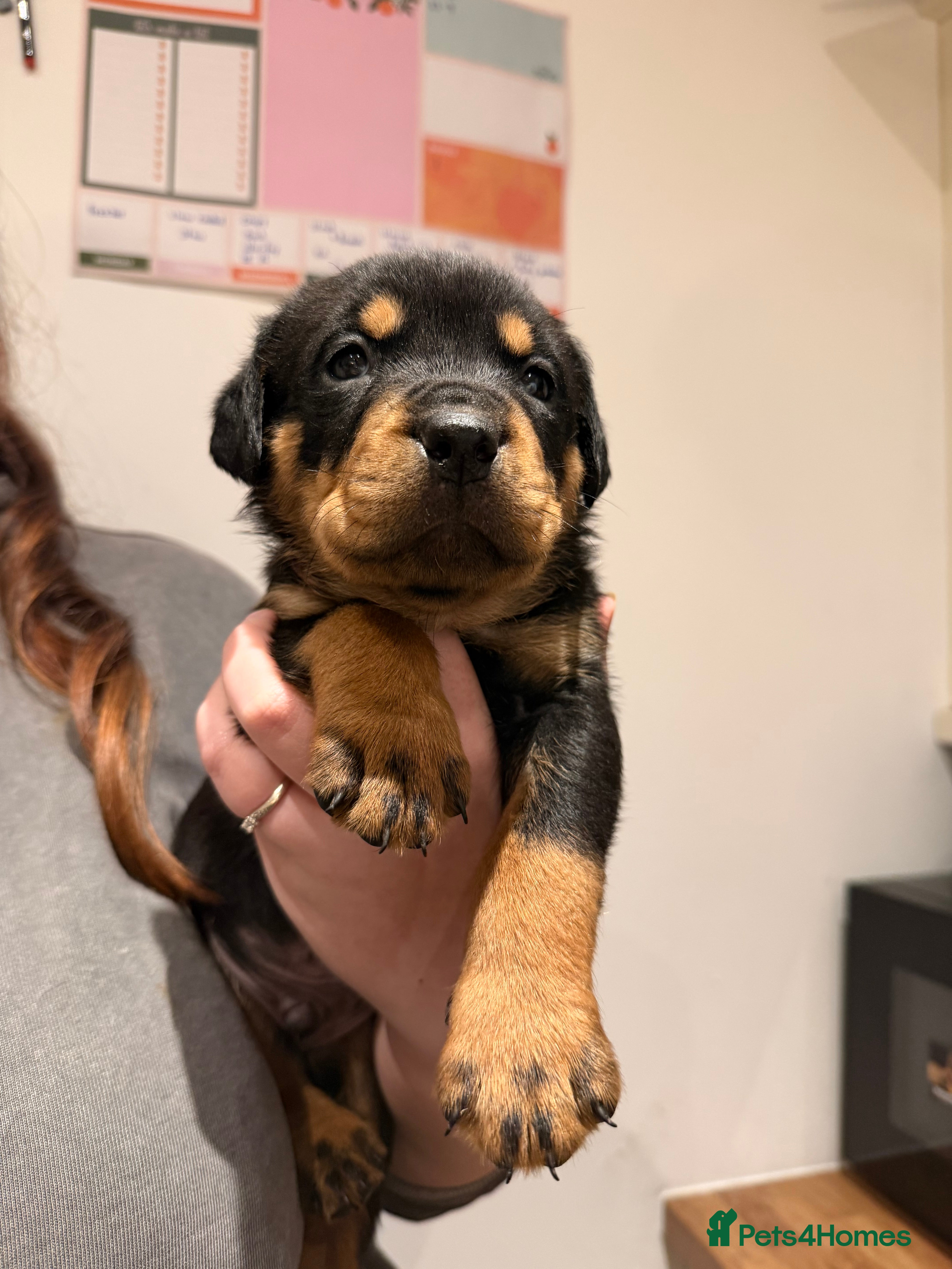Rottweiler dogs Chunky Rottweiler Puppies - Advert 9