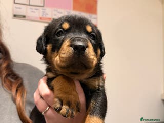 Rottweiler dogs Chunky Rottweiler Puppies - Advert 9