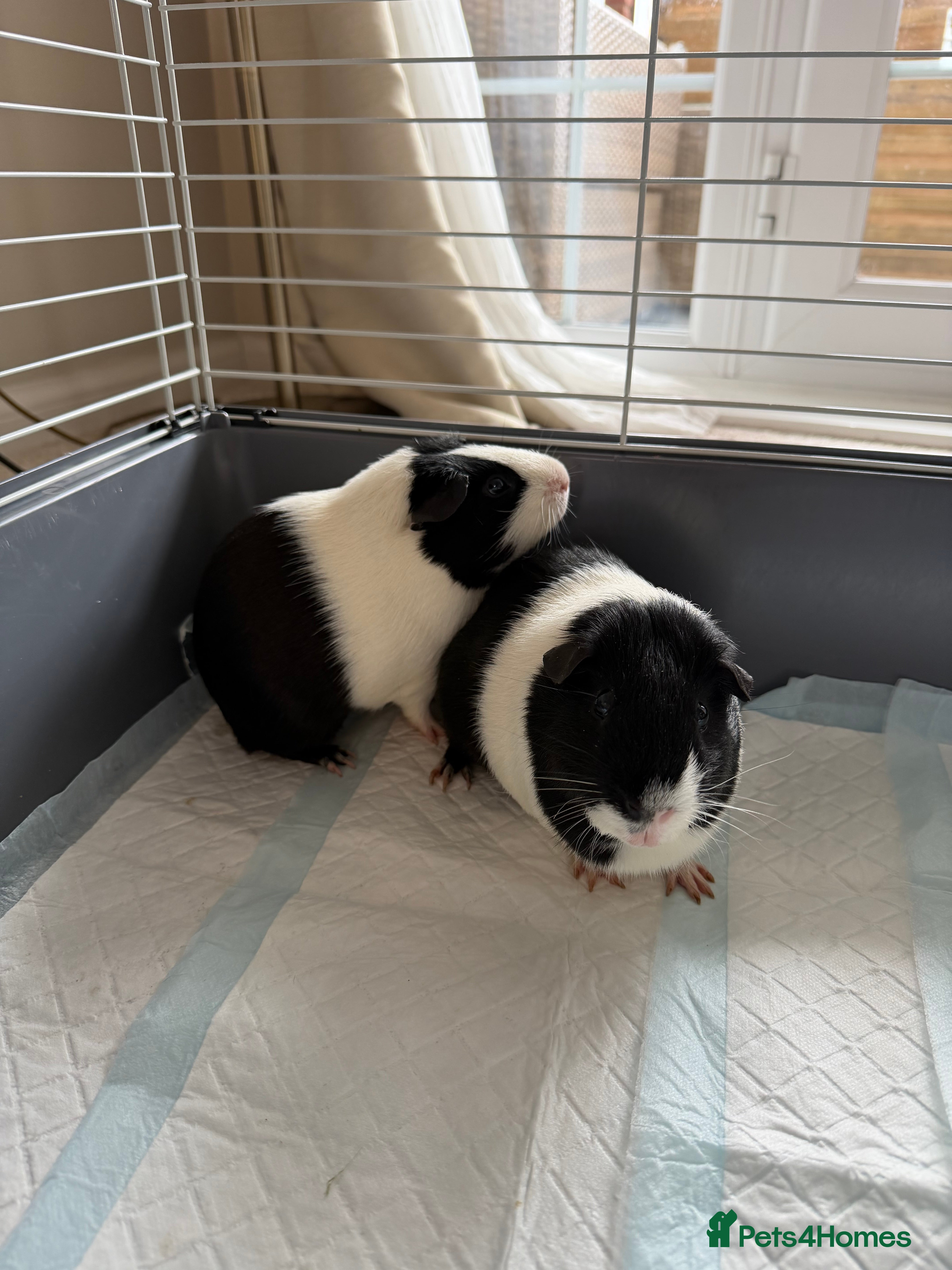 Guinea Pig rodents 2 male guinea pigs (father and son) FREE in Maidstone - Advert 1