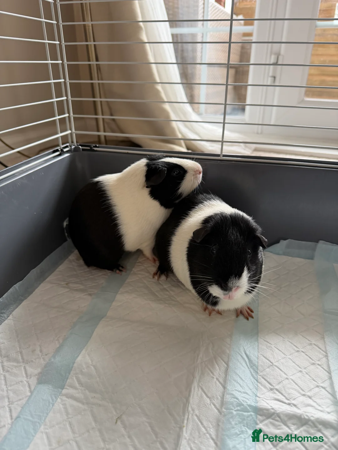 Guinea Pig rodents for sale: 2 male guinea pigs (father and son) FREE in Maidstone - Advert 1
